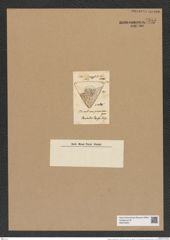 Triceratium promineus Grev. (de-Toni-Nr.: Genus 140, Species 3771) Zeichnungen Sammlung Grunow Nr. 7285 (NHMW-BOT-W0376304)